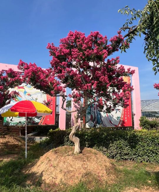 紫薇树庭院种植全攻略：避开误区，种出“百日红”
