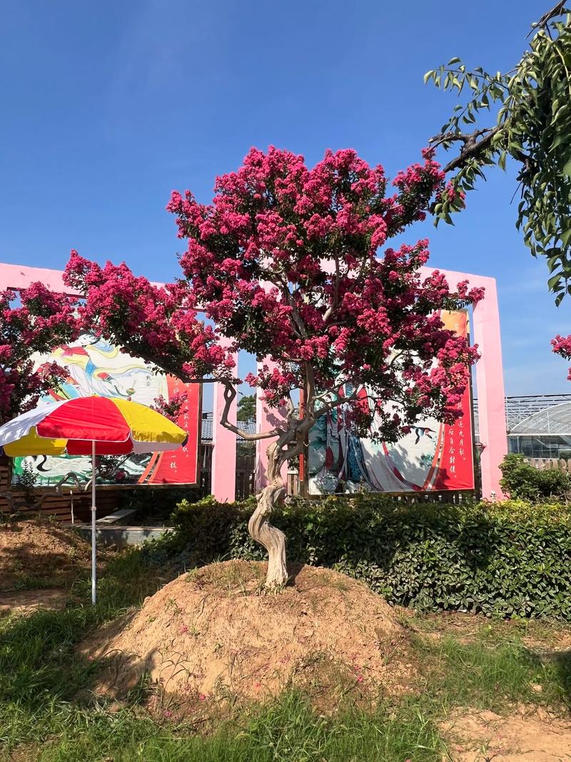 紫薇树庭院种植全攻略：避开误区，种出“百日红”