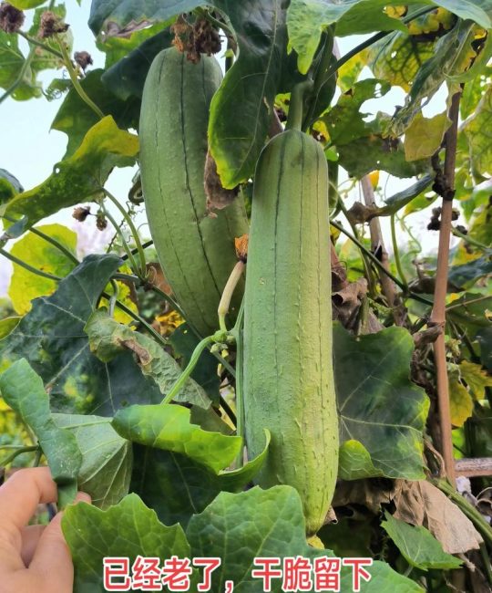 丝瓜用什么肥料结果多？丝瓜高产施肥与促花促果全攻略