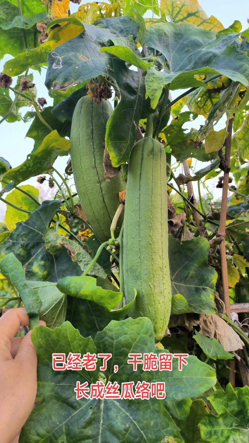 丝瓜用什么肥料结果多？丝瓜高产施肥与促花促果全攻略