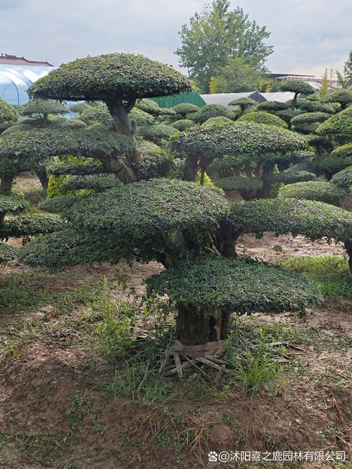 药用常识