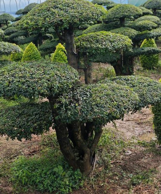 白蜡树的功效与作用：药用价值、食用禁忌及安全性全解析