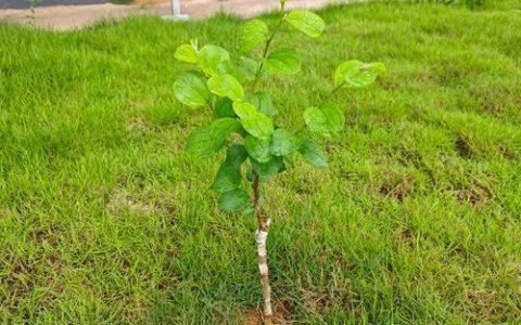 现在种植果树苗的黄金指南：秋季栽植与选购全攻略