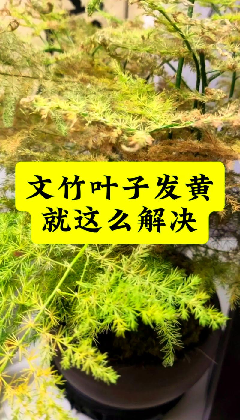 文竹叶子发黄的原因与防治全攻略:从诊断到复绿一步到位 二、分步排查清单(请按顺序执行)