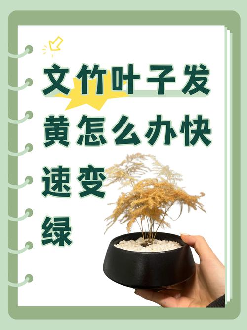文竹叶子发黄的原因与防治全攻略:从诊断到复绿一步到位 三、处理办法(按排查结果对应操作)