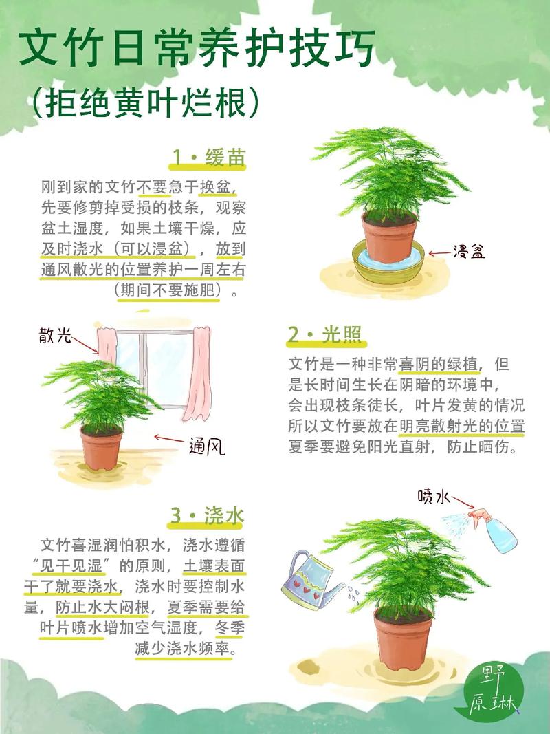 文竹叶子发黄的原因与防治全攻略:从诊断到复绿一步到位 四、判断误区提醒