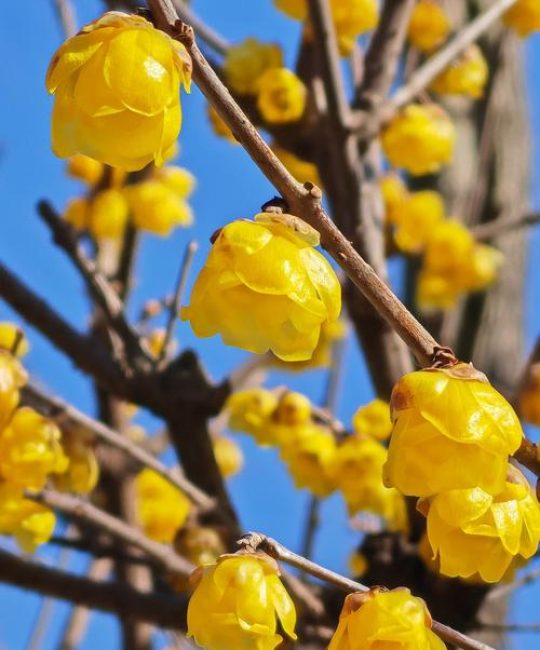 腊梅是先开花后长叶吗？一文详解腊梅的花期与展叶规律