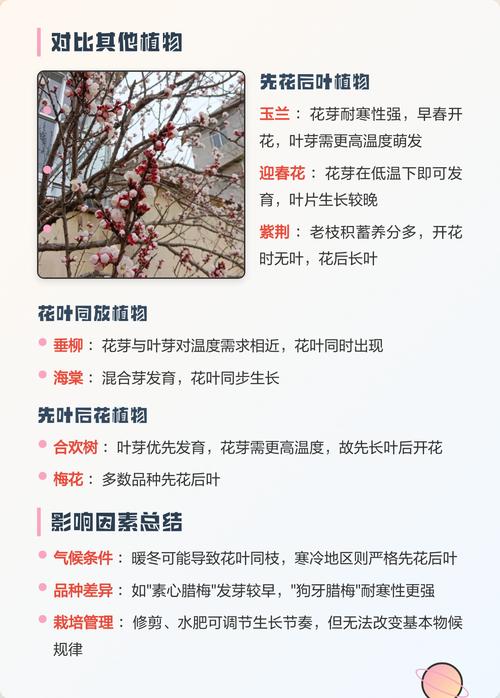 腊梅是先开花后长叶吗?一文详解腊梅的花期与展叶规律 促花养护步骤(可执行操作)
