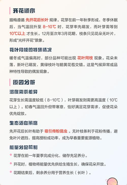 腊梅是先开花后长叶吗?一文详解腊梅的花期与展叶规律 影响“先花后叶”的关键因素