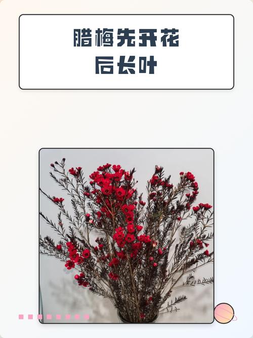 腊梅是先开花后长叶吗?一文详解腊梅的花期与展叶规律 FAQ(常见问题)
