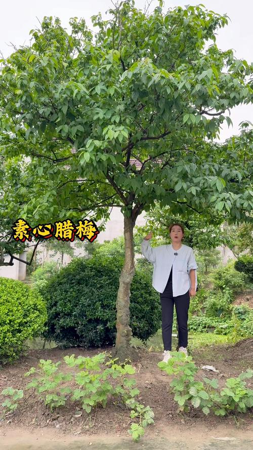 腊梅是先开花后长叶吗?一文详解腊梅的花期与展叶规律 总结