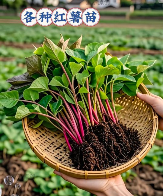 红薯苗批发价格多少钱？影响报价的5大关键因素