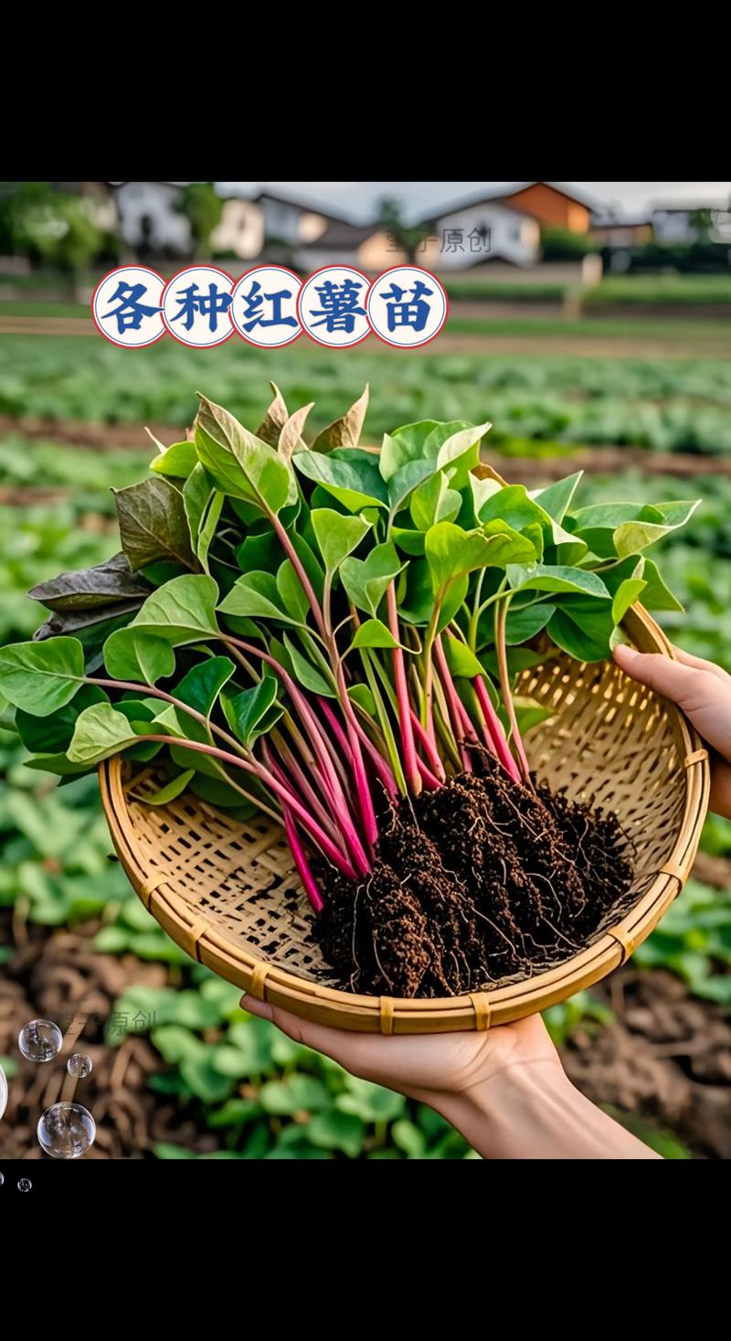 红薯苗批发价格多少钱？影响报价的5大关键因素