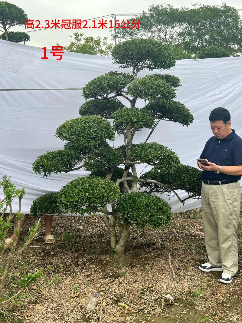 北美黄杨木:绿篱工程中的“高端经典型”品种档次解析 不同场景下的种植与养护方案