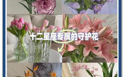优雅与平衡的绽放：天秤座女生最爱的花卉指南