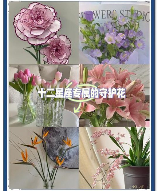 优雅与平衡的绽放：天秤座女生最爱的花卉指南