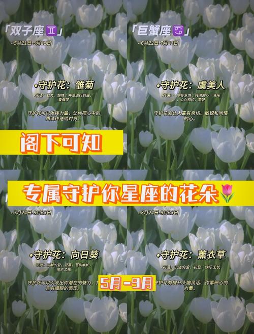 优雅与平衡的绽放:天秤座女生最爱的花卉指南 5. 蝴蝶兰:高贵与易碎的优雅