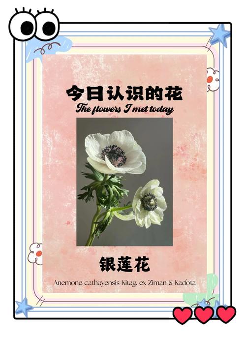 优雅与平衡的绽放:天秤座女生最爱的花卉指南 4. 绣球花:和谐与团圆的圆舞曲