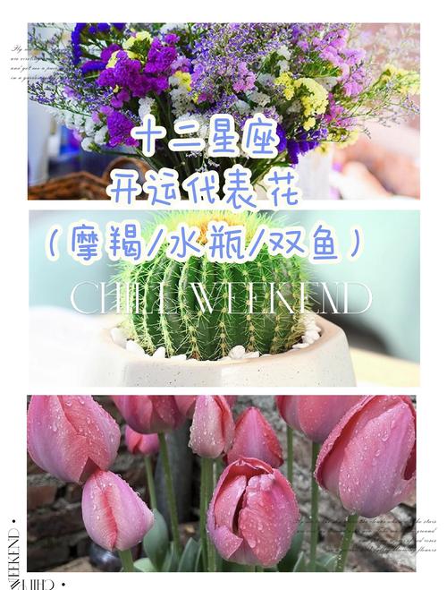 优雅与平衡的绽放:天秤座女生最爱的花卉指南 给天秤座女生的园艺小贴士