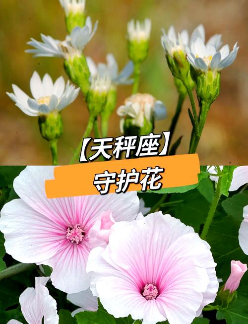 优雅与平衡的绽放:天秤座女生最爱的花卉指南 结语