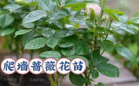 蔷薇花可以种在花盆里吗？家庭盆栽全攻略与养护指南
