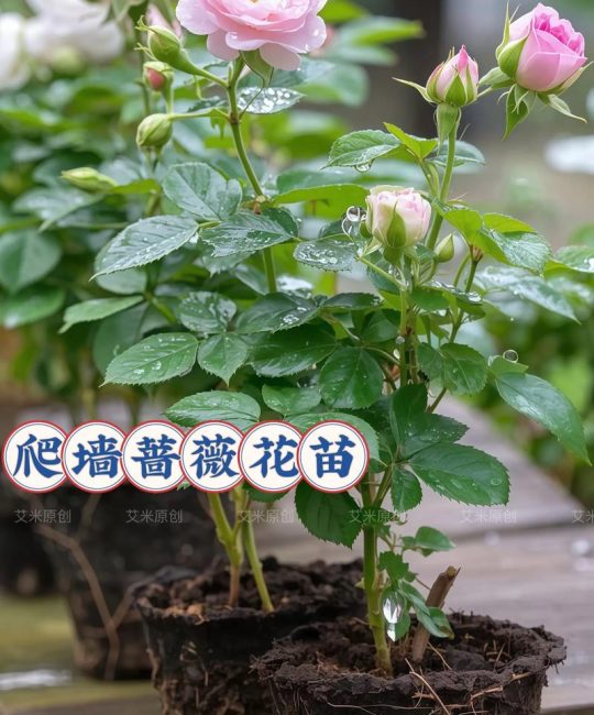 蔷薇花可以种在花盆里吗？家庭盆栽全攻略与养护指南