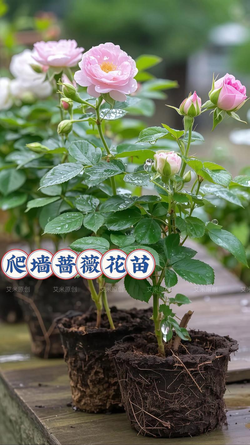 蔷薇花可以种在花盆里吗?家庭盆栽全攻略与养护指南 品种基础档案:蔷薇花盆栽适应性