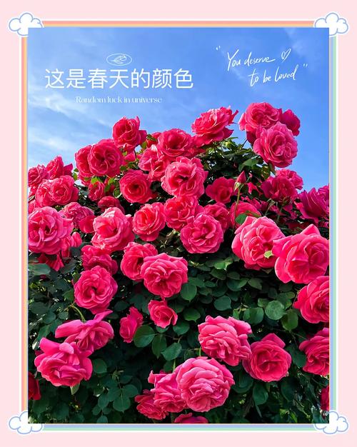蔷薇花可以种在花盆里吗?家庭盆栽全攻略与养护指南 盆栽/地栽选择决策:为什么蔷薇花更适合盆栽?