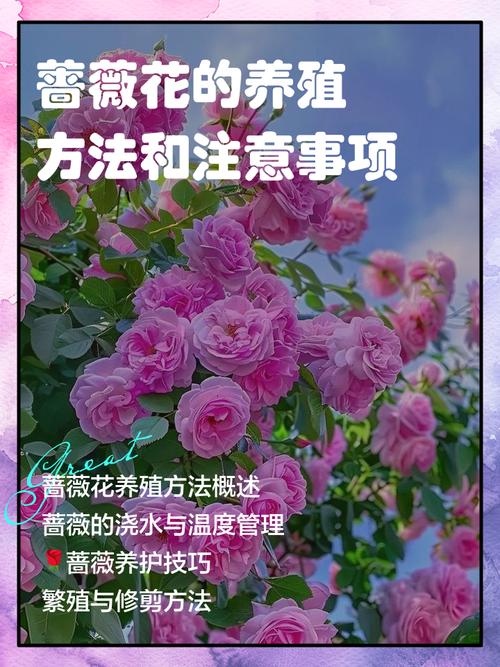 蔷薇花可以种在花盆里吗?家庭盆栽全攻略与养护指南 总结:核心可执行动作3条
