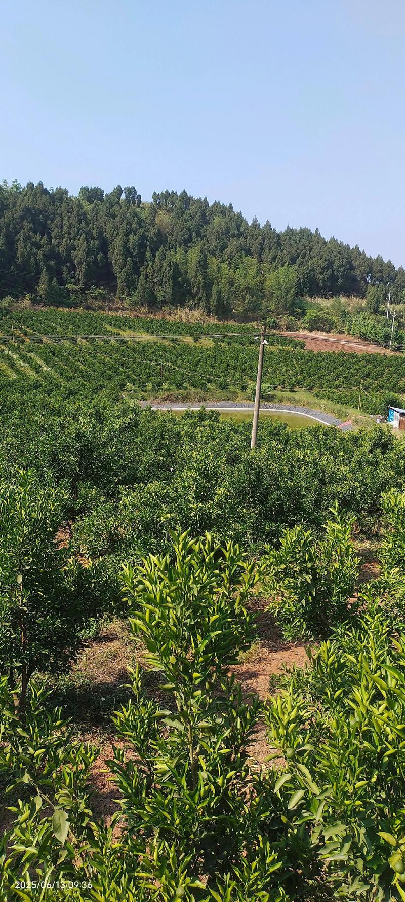 简阳耙耙柑橘苗去哪买?采购渠道评估与种植指南 结果年限与产量经济价值(2026年数据)