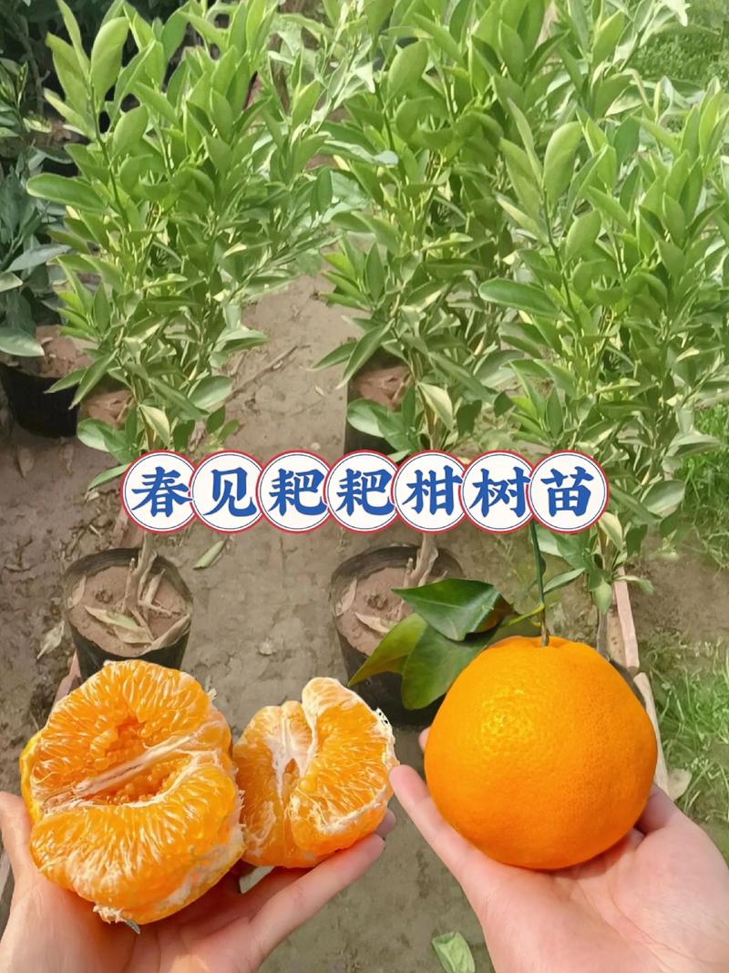 简阳耙耙柑橘苗去哪买?采购渠道评估与种植指南 授粉需求:自花结实,但配置授粉树可增产