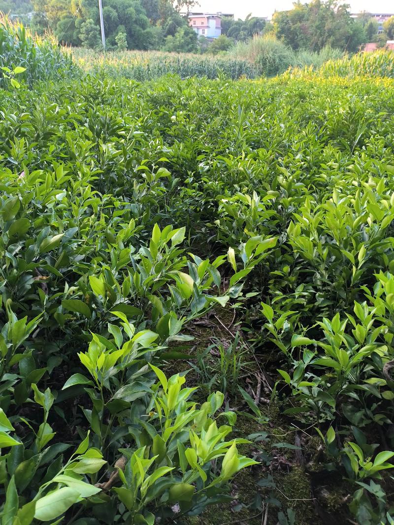 简阳耙耙柑橘苗去哪买?采购渠道评估与种植指南 苗木采购质量判断:一看嫁接口、二看根系、三看苗龄