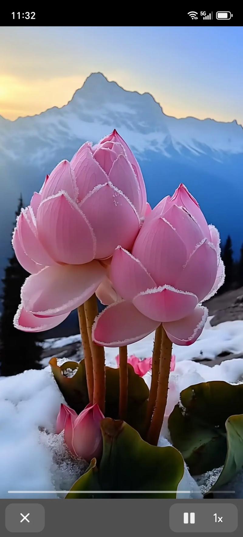 雪莲花一朵什么价格?2025年最新市场参考与五大影响因素解析 规格:干品与鲜品、大小等级影响最大