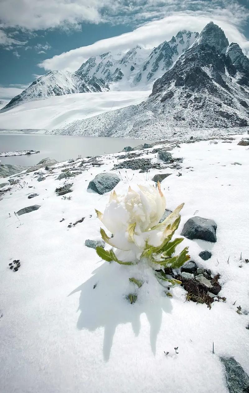 雪莲花一朵什么价格?2025年最新市场参考与五大影响因素解析 咨询指南:如何获得当前最优报价?