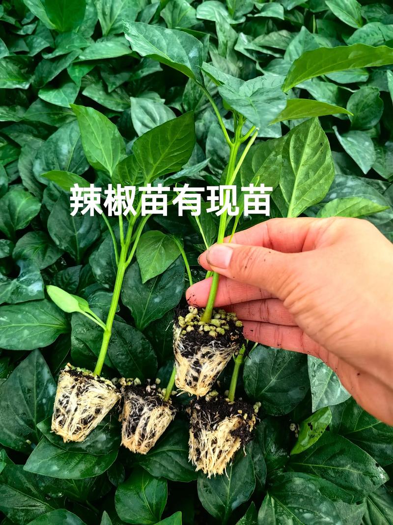 辣椒苗栽植密度:每亩多少株?2026年完整技术指南 不同栽植模式的株行距怎么定?一表看懂每亩株数