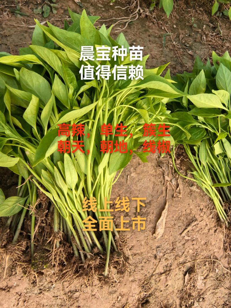 辣椒苗栽植密度:每亩多少株?2026年完整技术指南 常见问题解答(FAQ)
