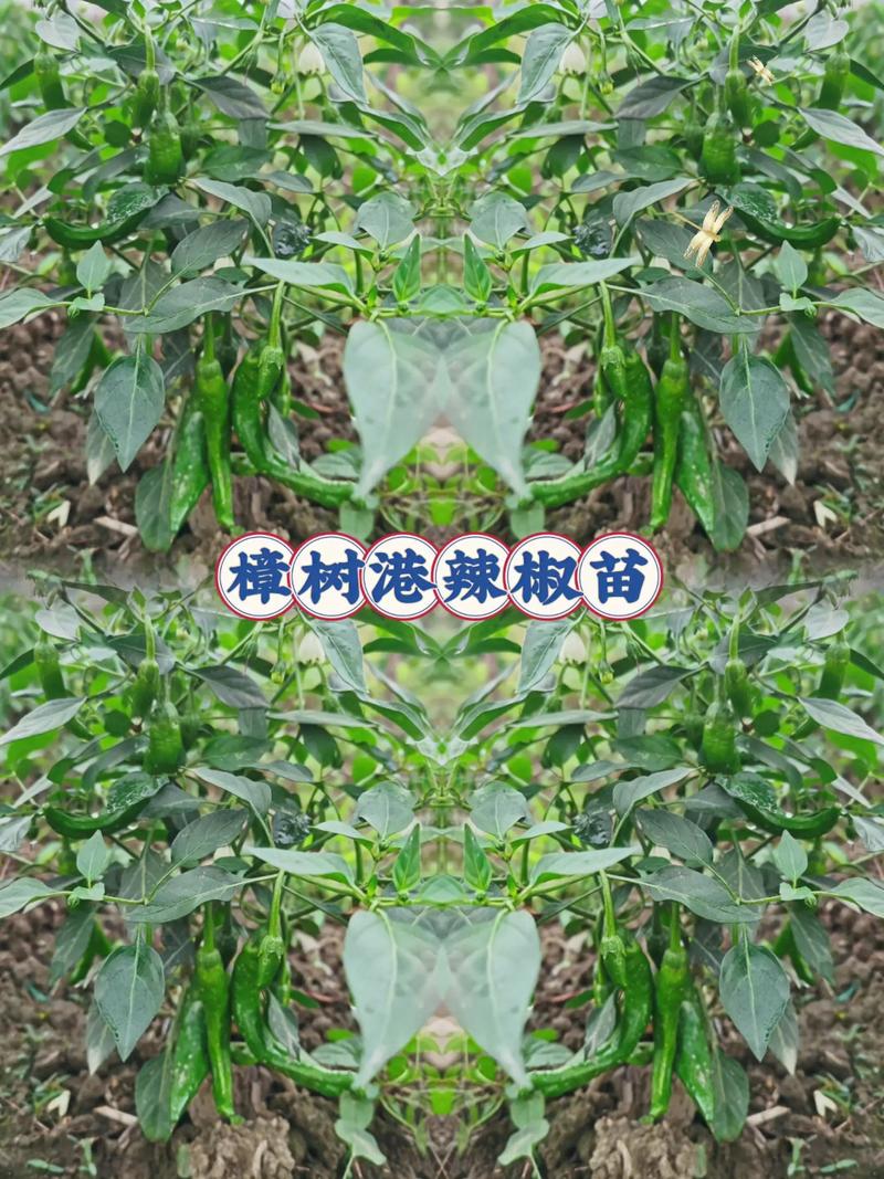 辣椒苗栽植密度:每亩多少株?2026年完整技术指南 总结