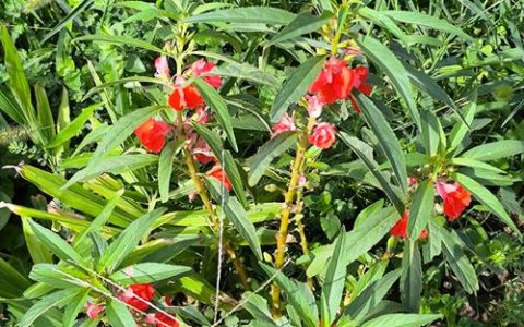 什么是凤仙花：凤仙花的百科知识与栽培指南