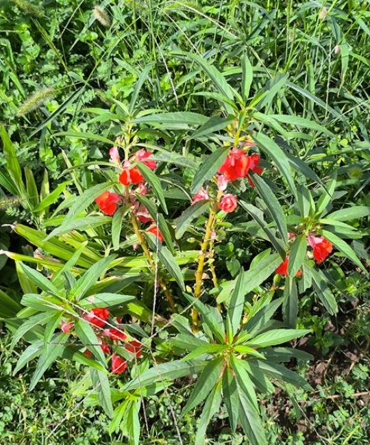 什么是凤仙花：凤仙花的百科知识与栽培指南