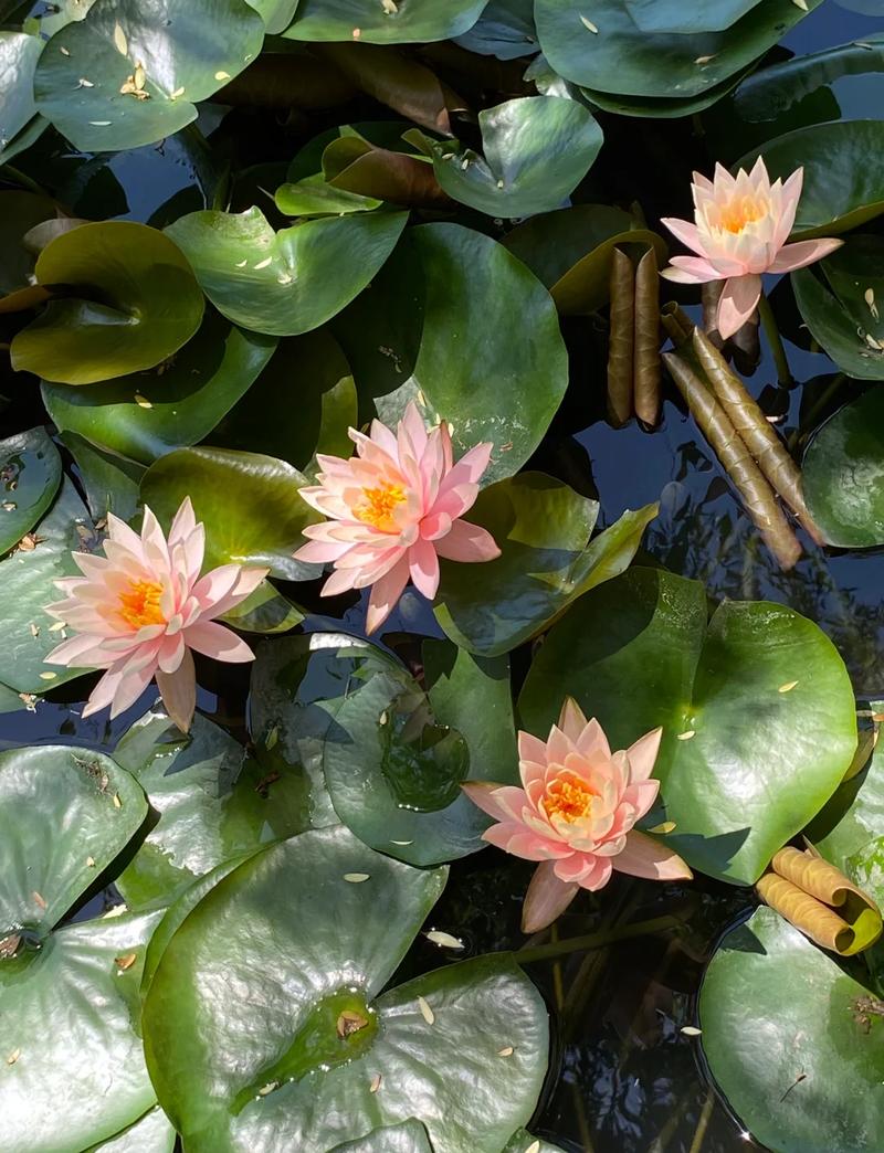 睡莲是水生植物吗?权威解析浮水植物之王的水深与养护全攻略 常见问题FAQ