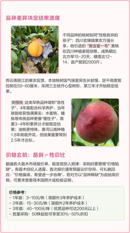 桃树苗在哪里购买?权威选购与种植全攻略 采购桃树苗必须执行“三看”标准:嫁接口、根系、苗龄