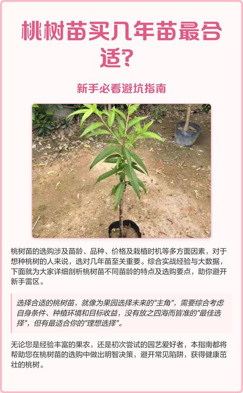 桃树苗在哪里购买?权威选购与种植全攻略 常见问题与查验验证
