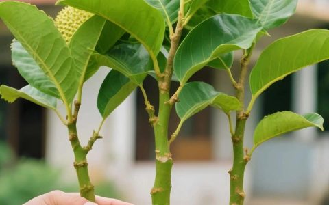 榴莲树苗的叶子是什么样子？全面解析叶片形态与识别要点