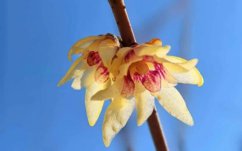 干枝腊梅泡水会开花吗？花期、水养时长与促花技巧全解析