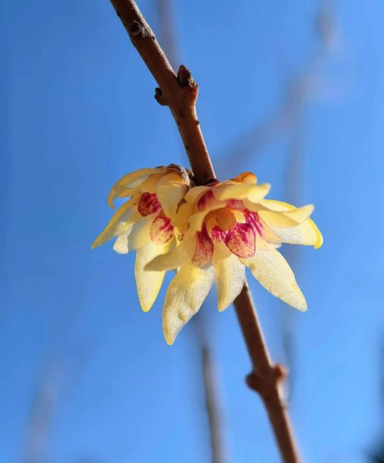 干枝腊梅泡水会开花吗？花期、水养时长与促花技巧全解析