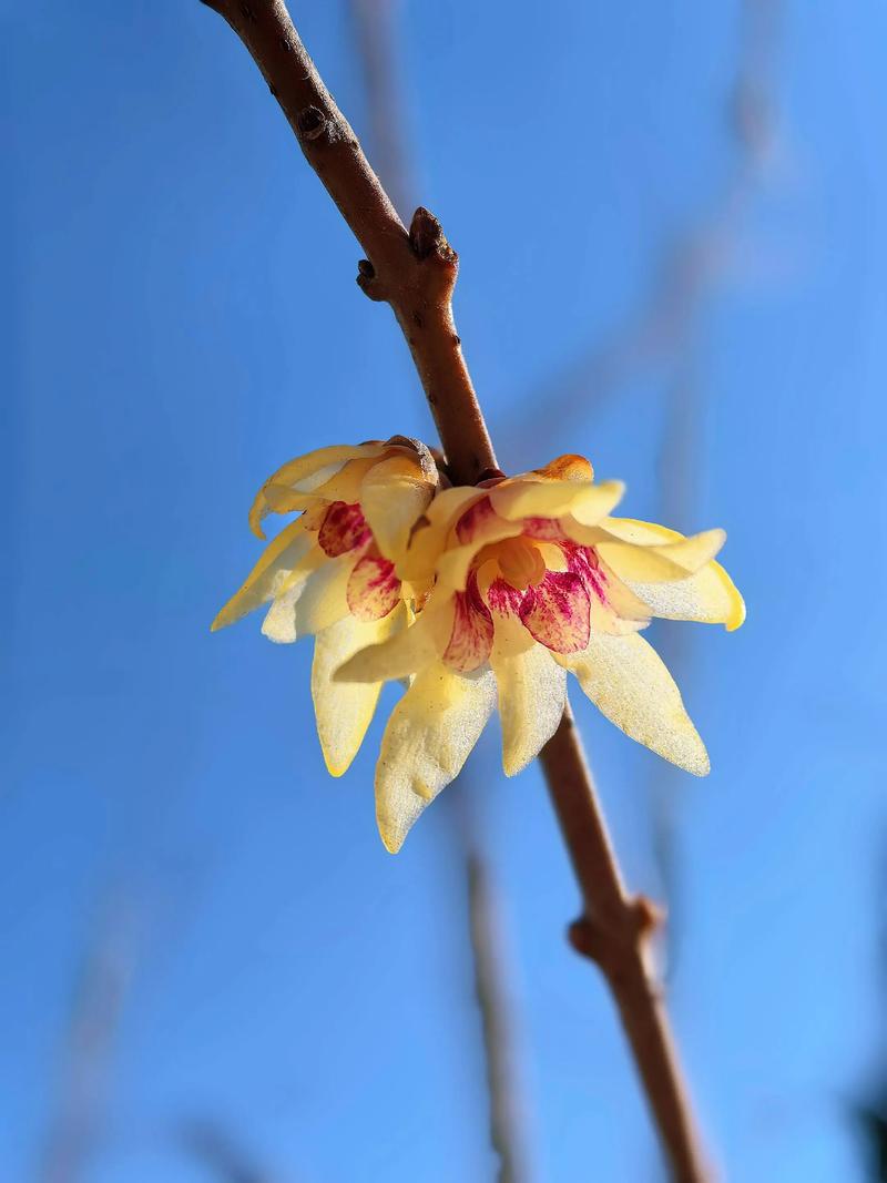 干枝腊梅泡水可以开花，但必须满足温度、水分和花苞成熟度三个条件