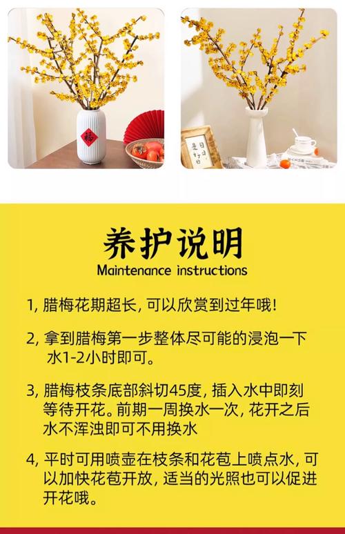 腊梅切枝的花期与观赏期
