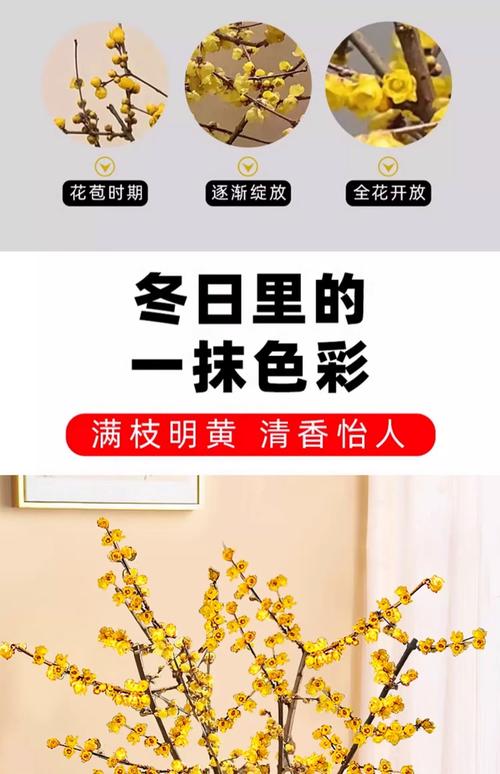 常见问题 FAQ
