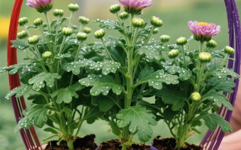 菊花爆花是什么感觉？庭院与阳台的秋季视觉盛宴