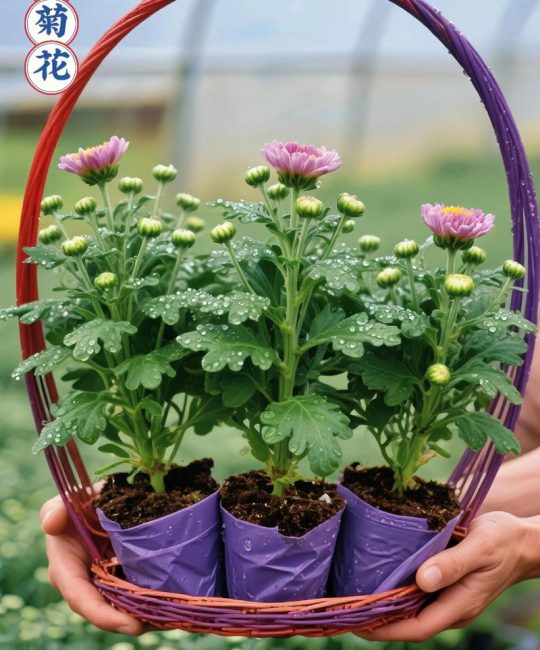 菊花爆花是什么感觉？庭院与阳台的秋季视觉盛宴